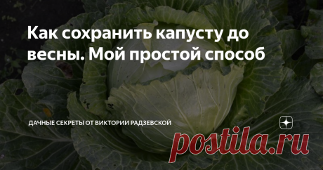 Как сохранить капусту до весны. Мой простой способ Капуста в этом году у меня уродилась хорошей. Крупные и здоровые кочаны. Пока капуста еще сидит на грядке, но совсем скоро наступит время уборки кочанов с грядки. Убирать капусту буду в сухой день, чтобы она лучше хранилась. А вот как хранить кочаны, расскажу подробнее.