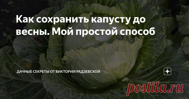 Как сохранить капусту до весны. Мой простой способ Капуста в этом году у меня уродилась хорошей. Крупные и здоровые кочаны. Пока капуста еще сидит на грядке, но совсем скоро наступит время уборки кочанов с грядки. Убирать капусту буду в сухой день, чтобы она лучше хранилась. А вот как хранить кочаны, расскажу подробнее.