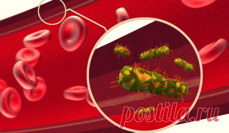 Самое главное — это чистая кровь! - Журнал для женщин Очищение крови — один из способов оздоровления организма Мой старший брат Саша — врач- кардиолог. Он часто со мной проводит просветительские беседы, рассказывает много интересного. Саша говорит, что состав и чистоту крови во многом определяет качество жизни любого организма. Если в крови каких-либо «составляющих» появляется значительно больше или, наоборот, меньше нормы, то развиваются заболевания. Поэтому […]