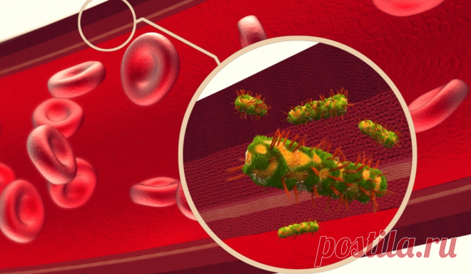 Самое главное — это чистая кровь! - Журнал для женщин Очищение крови — один из способов оздоровления организма Мой старший брат Саша — врач- кардиолог. Он часто со мной проводит просветительские беседы, рассказывает много интересного. Саша говорит, что состав и чистоту крови во многом определяет качество жизни любого организма. Если в крови каких-либо «составляющих» появляется значительно больше или, наоборот, меньше нормы, то развиваются заболевания. Поэтому […]