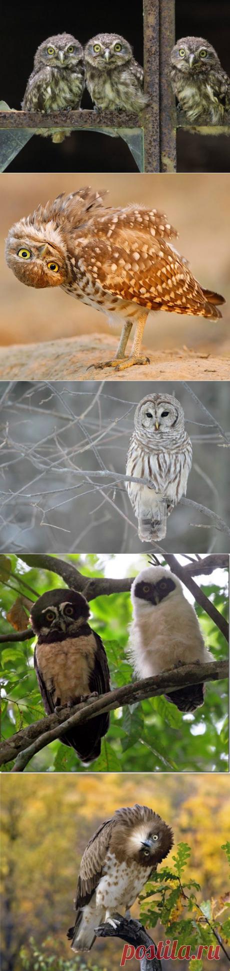 Форум - Замок > Совы, совушки, совуньи и совята...