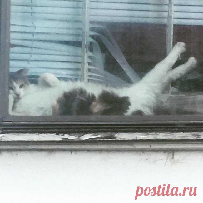 Иногда я просто завидую беззаботности и обмяклости котов