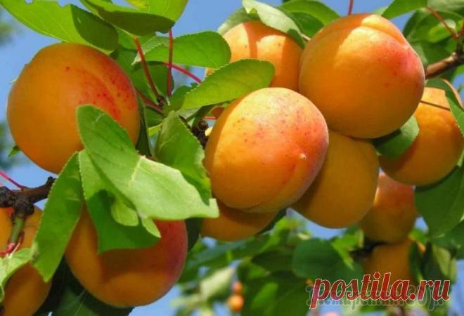 Знакомимся с гибридом сливы и абрикоса Селекционные эксперименты позволяют выводить новые виды и сорта привычных культур. Скрещенные абрикос и слива дают гибриды, которые можно выращивать не только на юге, но и в областях с более суровым к...