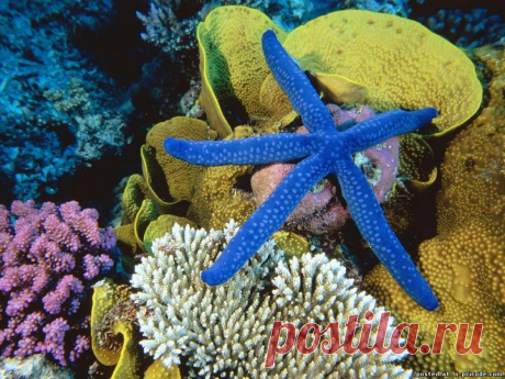 Красивые морские звезды – 26 фото - картинки - Фото мир природы