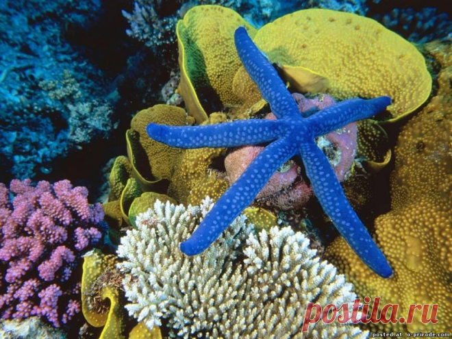 Красивые морские звезды – 26 фото - картинки - Фото мир природы