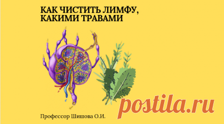 Как чистить лимфу, какими травами | Шишова Ольга Ивановна | Дзен