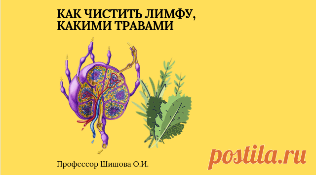 Как чистить лимфу, какими травами | Шишова Ольга Ивановна | Дзен