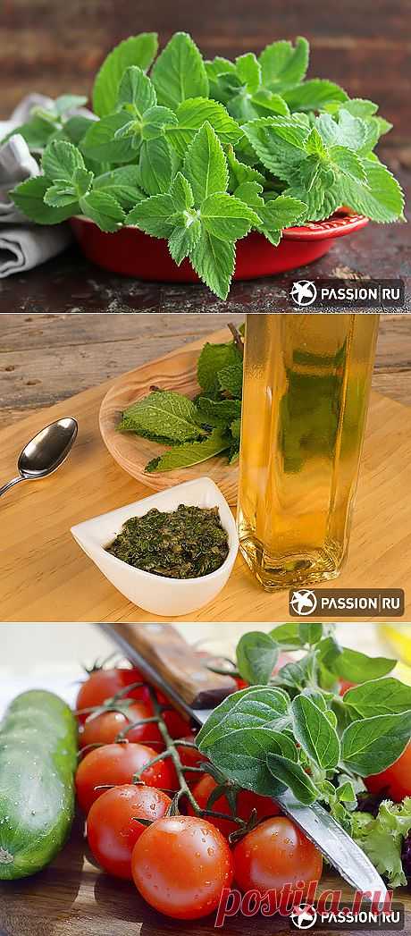 Мята перечная: польза, свойства, применение | passion.ru