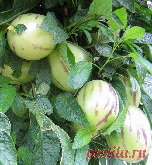 Пепино (дынная груша) агротехника и выращивание. - Экологическое землетворчество | Экологическое землетворчество
