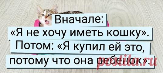 20+ вчерашних суровых ворчунов, тающих под натиском пушистиков и их мягких лапок