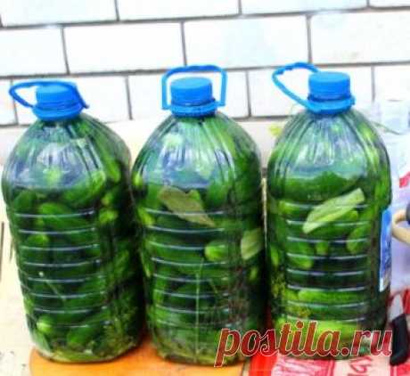 СОЛЕНЫЕ ОГУРЦЫ (КАК ИЗ БОЧКИ) В ПЛАСТИКОВОЙ БУТЫЛКЕ.!!!
Огурчики на зиму в пластиковой 5-литровой баклажке. Рецепт очень простой, для тех кто любит огурчики из бочки (бочковые) и для ленивых хозяек). По вкусу огурчики получаются солено-квашенные, как из бочки! Попробуйте и вы вкуснотища!!!

В пустую 5-литровую пластиковую бутылку кладем промытые
зонтики укропа, листья черной смородины,вишни, хрена
(я добавляю еще немного кусочков корня хрена, так получается острее), 2 голо...