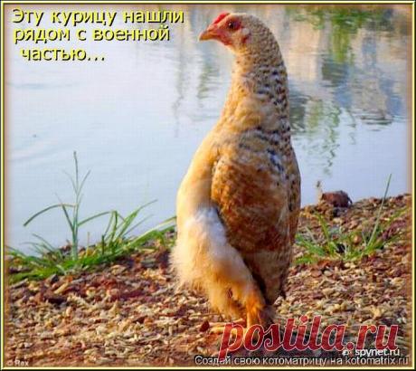 Ожидание весны (котоматрица)