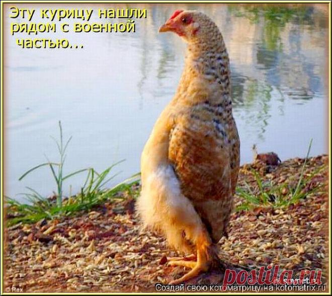 Ожидание весны (котоматрица)