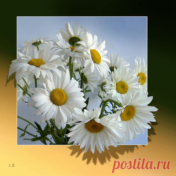 Белая ромашка — солнце в серединке. | ЖЕНСКИЙ МИР