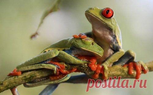 Очаровательные «подушки» / Питомцы