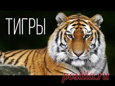 Тигр: Полосатый Царь зверей | Интересные факты про тигров