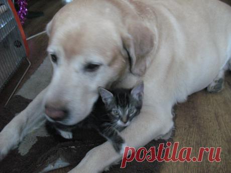 а у меня надежная защита