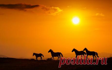 Уходящие в закат. Автор фото – Владимир Сковородников: nat-geo.ru/photo/user/304943/