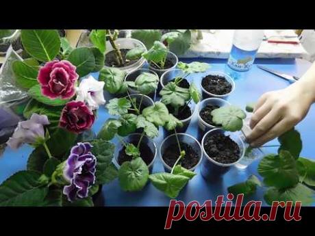 🌹🌹🌹ГЕРАНЬ ! РАЗМНОЖЕНИЕ ЧЕРЕНКАМИ ! САМЫЙ ПРОСТОЙ СПОСОБ !