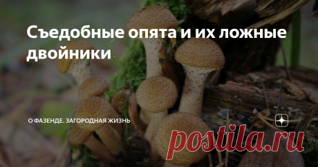 Съедобные опята и их ложные двойники Опята удивляют своим разнообразием, известно 34 их грибных вида. Они бывают истинными и ложными, съедобными и несъедобными, они объединяют грибы различных семейств и родов, которые предпочитают расти большими группами на пнях или деревьях. Исключение составляют только луговые опята, растущие на земле, но внешне похожие на других представителей этой группы. С ними связано много народных суеверий,