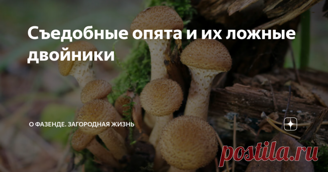 Съедобные опята и их ложные двойники Опята удивляют своим разнообразием, известно 34 их грибных вида. Они бывают истинными и ложными, съедобными и несъедобными, они объединяют грибы различных семейств и родов, которые предпочитают расти большими группами на пнях или деревьях. Исключение составляют только луговые опята, растущие на земле, но внешне похожие на других представителей этой группы. С ними связано много народных суеверий,