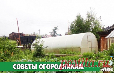 Советы огородникам

* Борная кислота:

Очень нужна в дачном хозяйстве. Если загнивают плоды кабачков или цуккини, если томаты в теплице переживают стресс от жары, если не завязываются плоды у перца и баклажана, если мало завязей на огурцах, делайте раствор борной кислоты и опрыскивайте растения. Рецепт таков: 2 г борной кислоты тщательно размешать в 500 мл горячей воды и долить до 10 л прогретой на солнце водой.

* Глюкоза и витамин В1:

Добавляю в удобрительные поливы осо...