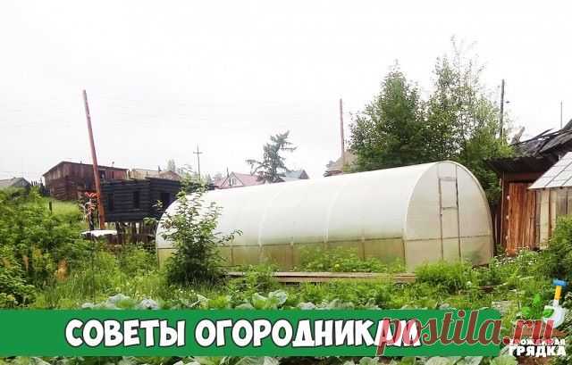 Советы огородникам

* Борная кислота:

Очень нужна в дачном хозяйстве. Если загнивают плоды кабачков или цуккини, если томаты в теплице переживают стресс от жары, если не завязываются плоды у перца и баклажана, если мало завязей на огурцах, делайте раствор борной кислоты и опрыскивайте растения. Рецепт таков: 2 г борной кислоты тщательно размешать в 500 мл горячей воды и долить до 10 л прогретой на солнце водой.

* Глюкоза и витамин В1:

Добавляю в удобрительные поливы осо...