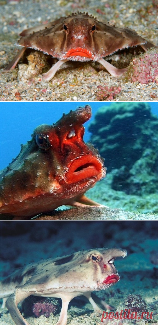 Рыба Нетопырь