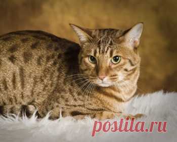 Оцикет - маленький кот, который напоминает южноамериканского дикого кота Оцелота, однако, это домашнее животное. Порода любит гулять на поводке, а также их можно научить некоторым несложным командам.
