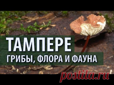 Чесночник — мой любимый гриб. Чага выросла на рябине. Финский лес - YouTube