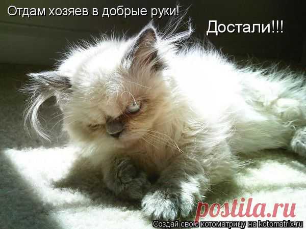 Милые мурлыки | Фотографии Леди Тигр | 528 фото