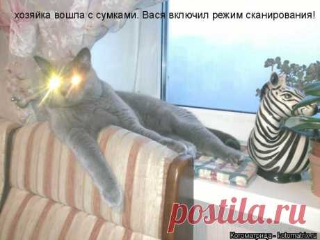 Котоматрица: хозяйка вошла с сумками. Вася включил режим сканирования!