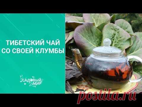 Тибетский чай со своей клумбы