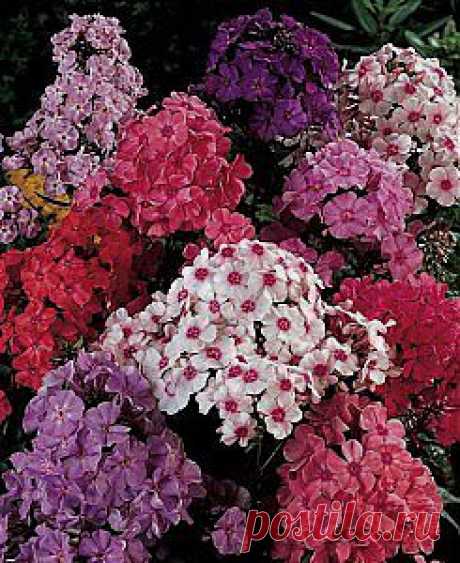 Борьба с болезнями флоксов. Ошибки при уходе | Дача - впрок