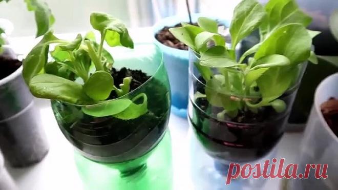 Как размножить петунию? Очень легко и просто !