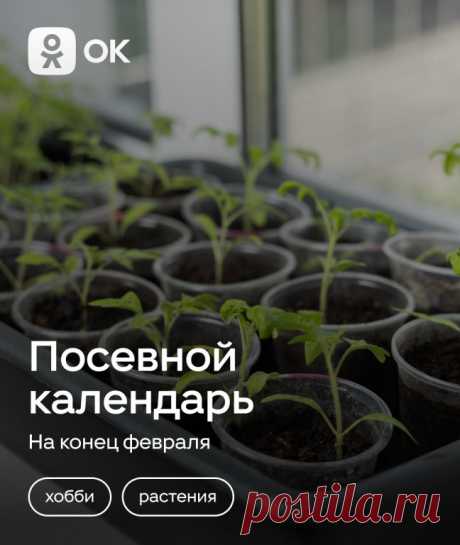 Посевной календарь на конец февраля 
С 20 по 28 февраля садоводы уже начинают готовиться к весеннему сезону. Собрали  для вас в одной теме оптимальные дни для посадки и народные приметы, на которые можно ориентироваться
