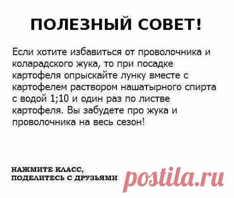 Home garden|Сад, огород, дача
