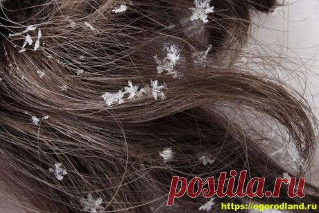 Правила ухода за волосами в зимнее время Ни для кого не секрет, что холода – враг не только для кожи, но и для волос, именно поэтом