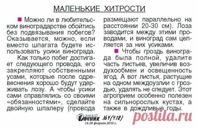 Маленькие хитрости виноградаря