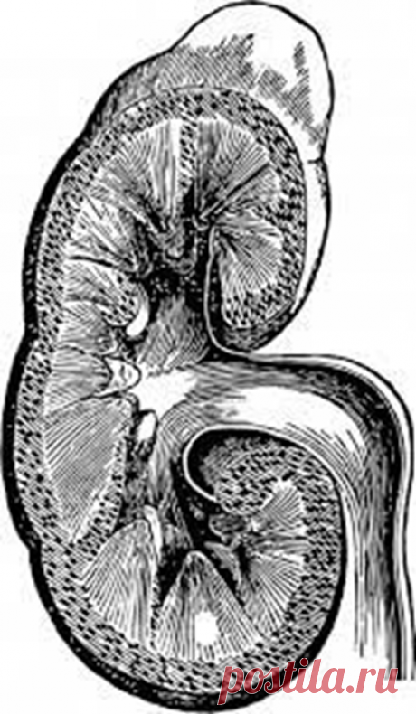 Почки отказывают: как по шести признакам это можно понять! | Сергей Витебский | Дзен