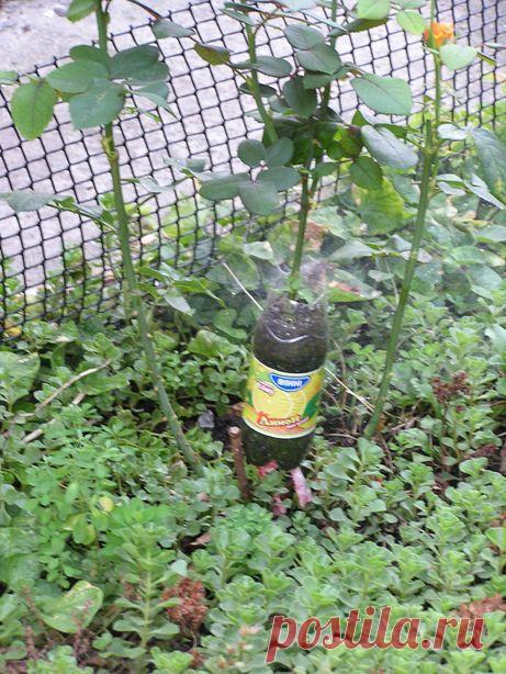 РАЗМНОЖЕНИЕ РОЗ (ЭКСПЕРИМЕНТ!) | Самоцветик