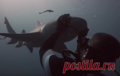 Игривая акула влюбилась в аквалангиста ~
