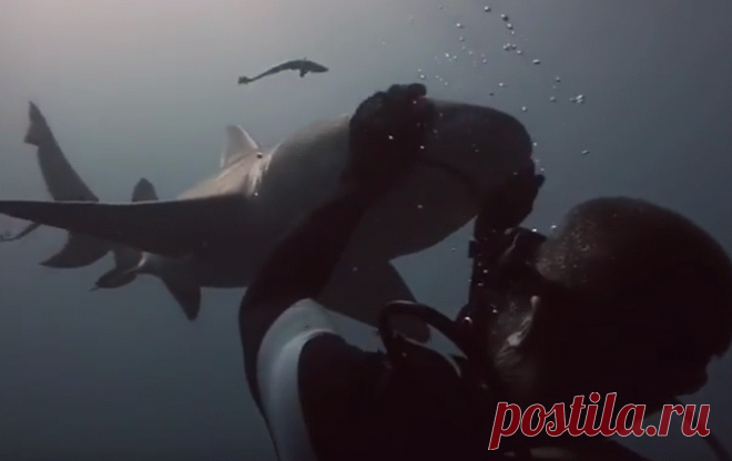 Игривая акула влюбилась в аквалангиста ~