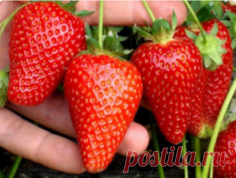 🍓Огромная сладкая клубника растет прямо на подоконнике! Добавляю ее в свои пироги🍰