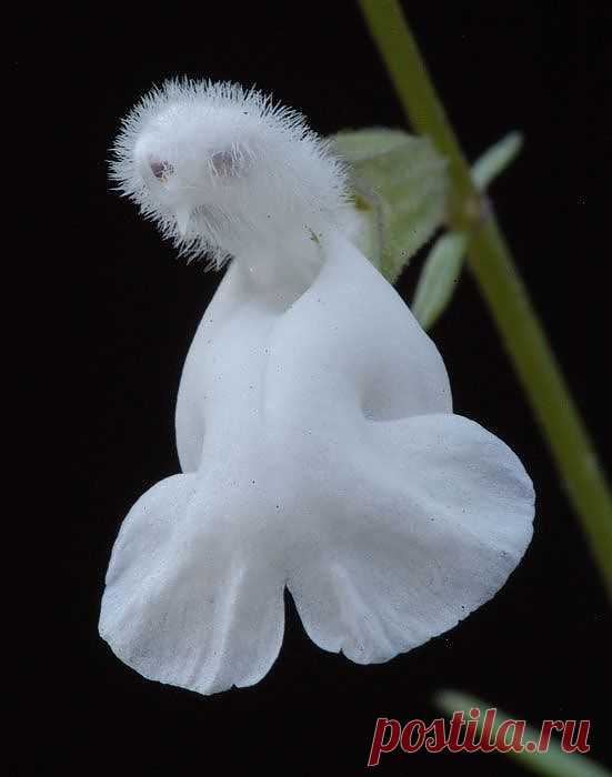 Casper the Friendly Ghost flower... | Flowers