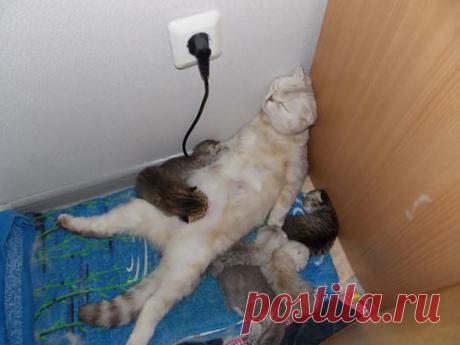 Быть мамой...Фотографии детей с родителями ... в дикой и не очень природе