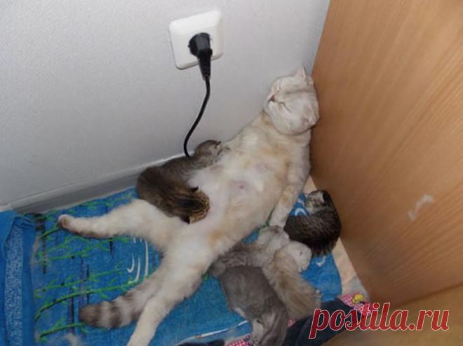 Быть мамой...Фотографии детей с родителями ... в дикой и не очень природе