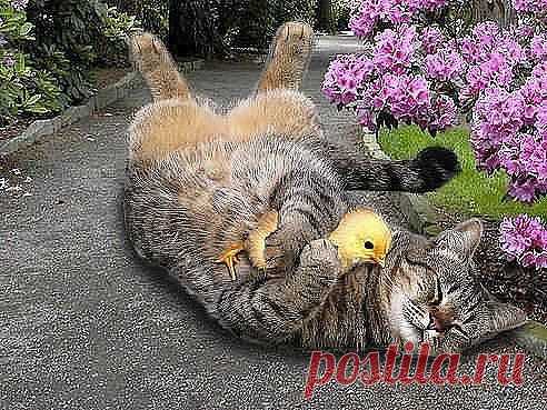 ❤❤...ОПТИМИСТ...❤❤