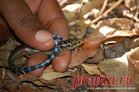 Целестус Celestus duquesney, Ямайка.
https://www.iucnredlist.org/details/4094/0