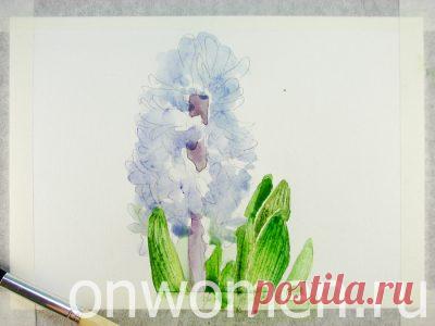 Как нарисовать гиацинт акварелью: поэтапный мастер-класс с фото - Onwomen.ru